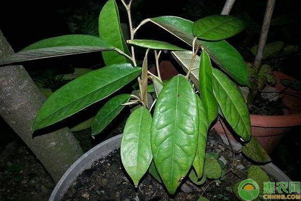 榴蓮籽盆栽種植技巧