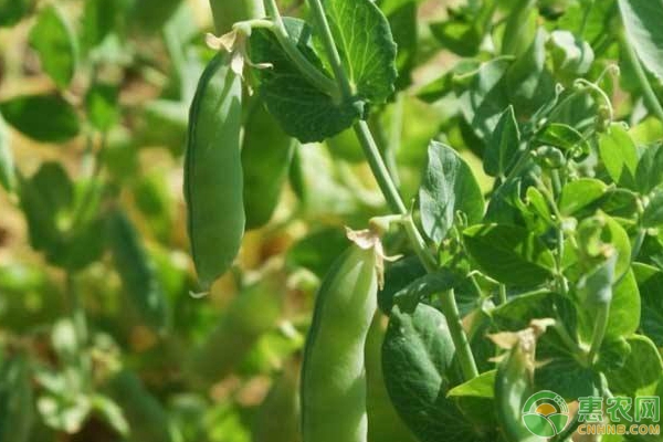 豌豆的種植時(shí)間及高產(chǎn)管理技巧