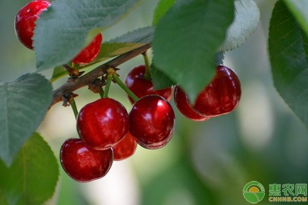 盆栽美早櫻桃的種植技術(shù)及養(yǎng)護(hù)要點(diǎn)