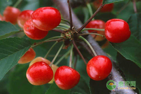 盆栽美早櫻桃的種植技術(shù)及養(yǎng)護(hù)要點(diǎn)