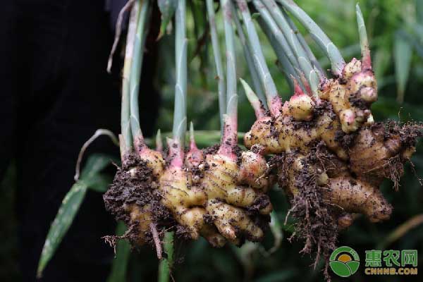 種植生姜該施什么肥料？不同時期如何施肥？