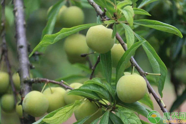李子細(xì)菌性穿孔病防治方法