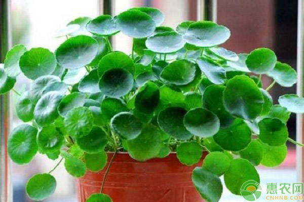 銅錢草的養(yǎng)護(hù)要點(diǎn)