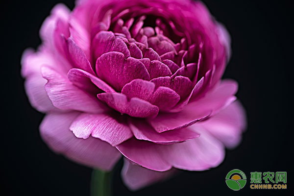 花毛茛的養(yǎng)殖要點及養(yǎng)護方法