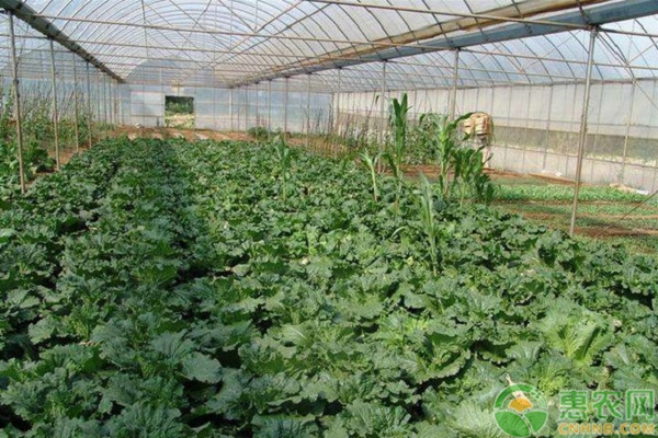 蔬菜种植过程中的常见施肥误区