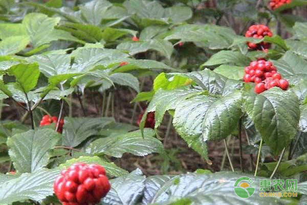 种植西洋参需要什么条件？种植西洋参时的田间管理