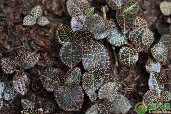 金线莲高产种植环境要求