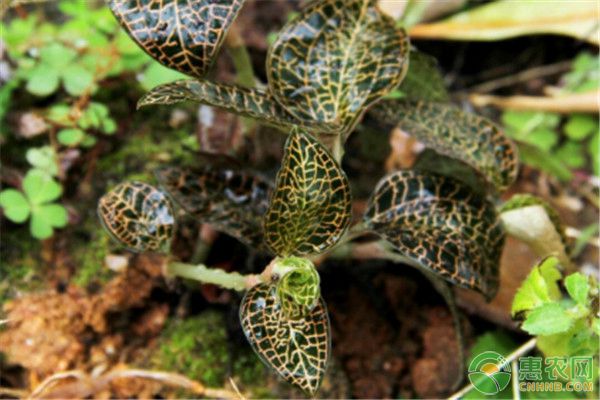 金线莲高产种植环境要求