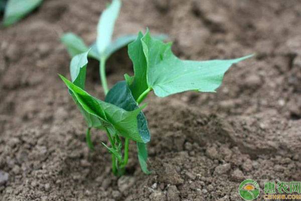 种植红薯发生地下害虫是哪些原因？有什么防治方法？