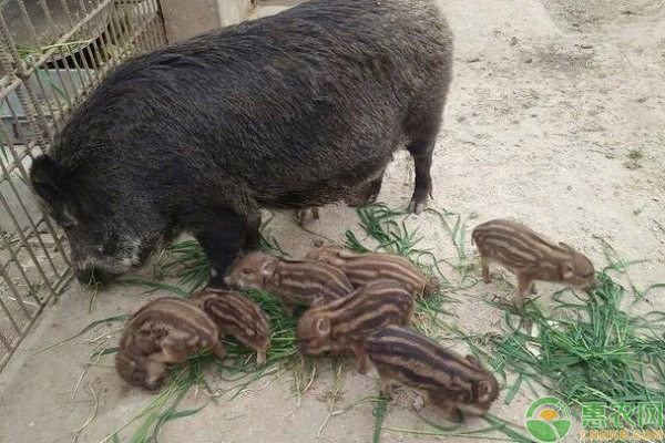 野猪和家猪可以杂交吗杂交的特种猪如何进行配种