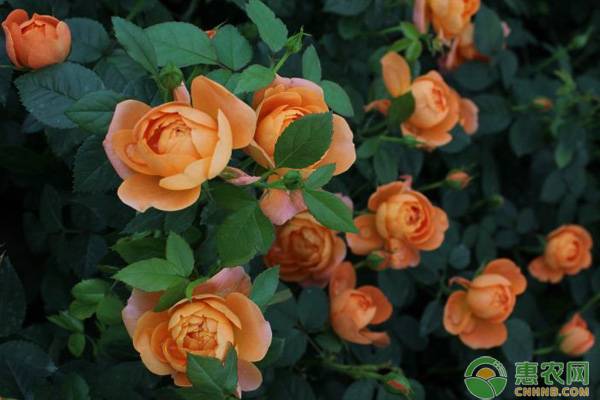 要想把月季花養(yǎng)護(hù)好，需要注意這幾個方面！