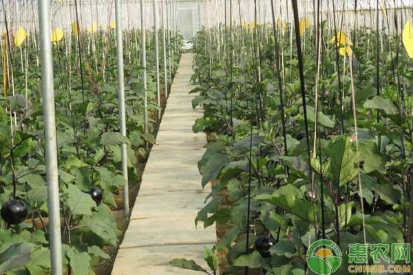 種植茄子為什么要進(jìn)行摘心？有哪些好處？要注意什么？