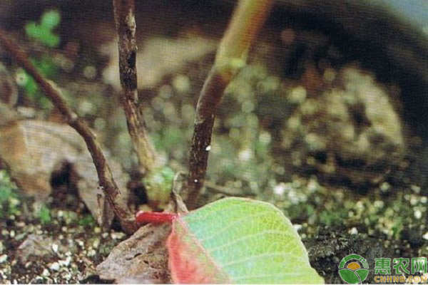 黄杨盆景烂根的原因