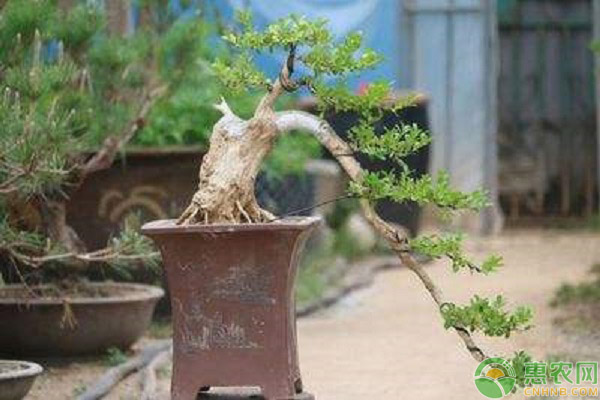 黄杨盆景烂根的预防方法