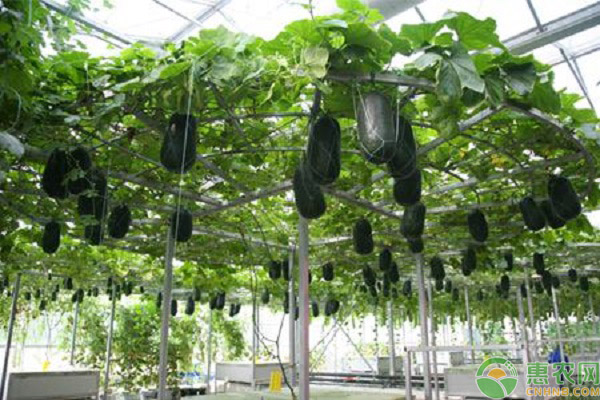 冬瓜定植后管理方法