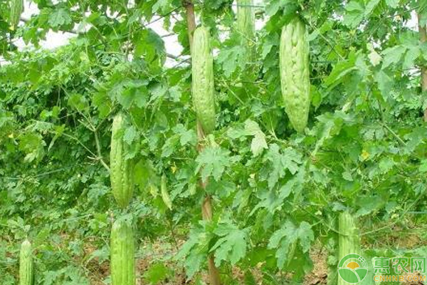 苦瓜為什么要進(jìn)行剪枝？需注意哪些問(wèn)題？
