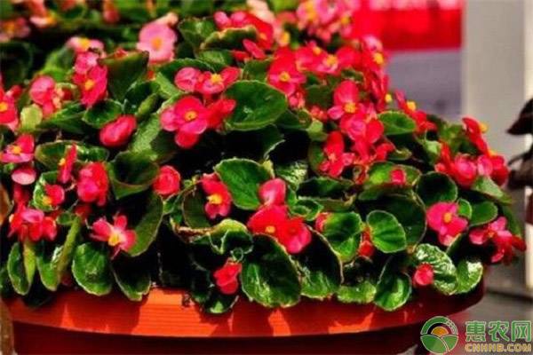 家庭四季海棠的養(yǎng)殖注意事項