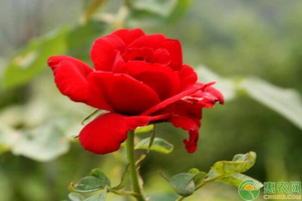 玫瑰花叶子变黄，是什么原因导致的？该如何解决？