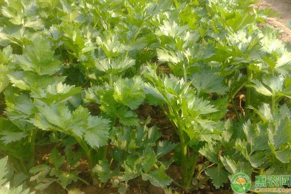 夏季种植芹菜想高产，这四点做好了就不难！
