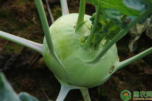 苤藍(lán)種植管理