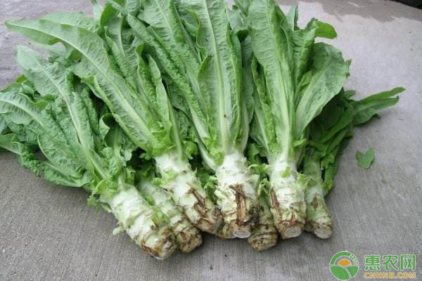 夏季莴笋的<a href='https://www.cnhnb.com/t/42222.html' class='j-href' target='_blank'><span style='color:#FF8001'>种植管理</span></a>技术要点
