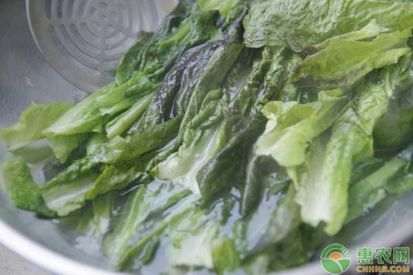 夏季莴笋的种植管理技术要点