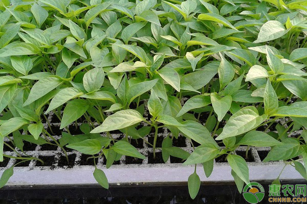 秋大白菜穴盤育苗栽培技術(shù)要點