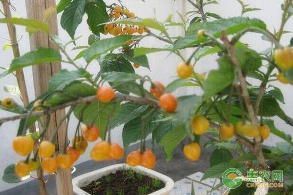 盆栽櫻桃的種植與管理技術(shù)