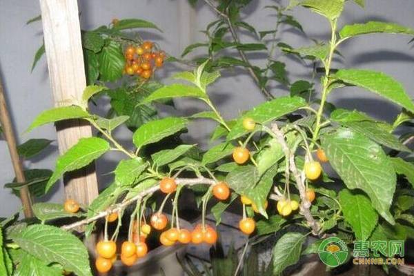 盆栽櫻桃的種植與管理技術(shù)