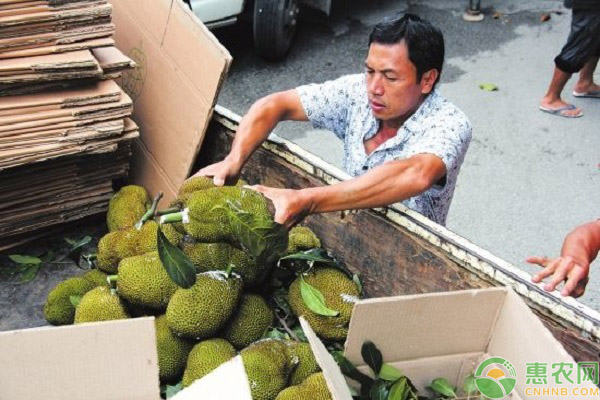 菠蘿蜜的采摘事宜