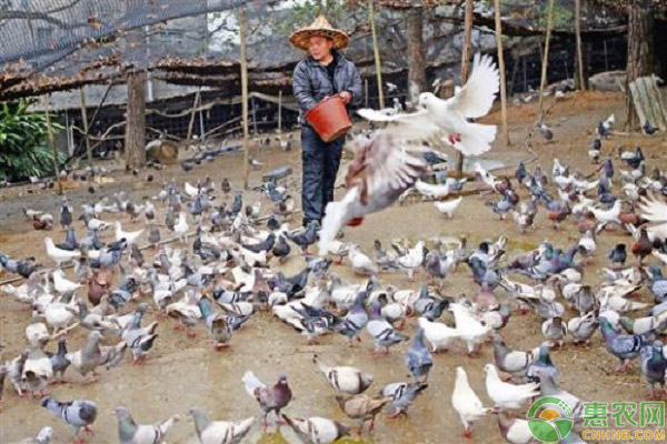 鴿子亞健康狀態(tài)的分辨方法