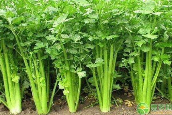 香芹的高產(chǎn)種植技術(shù)要點(diǎn)