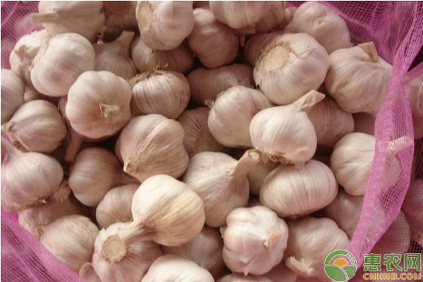 大蒜高效栽培管理技術(shù)要點(diǎn)