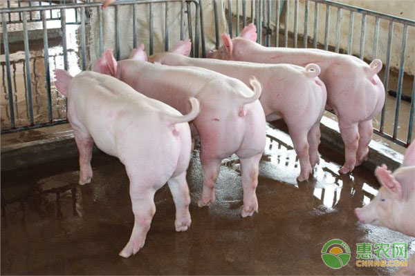 母豬脹氣的原因、臨床表現(xiàn)及預防治療措施