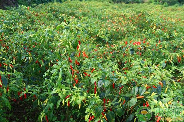 指天椒想要高產(chǎn)？掌握這些種植技術(shù)很有必要！