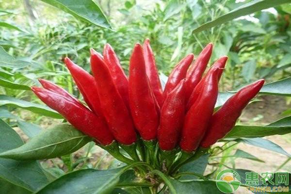 指天椒想要高產(chǎn)？掌握這些種植技術(shù)很有必要！