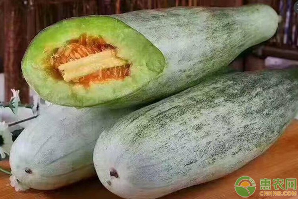 羊角瓜的種植技術(shù)，新手務(wù)必要掌握這七大要點(diǎn)！