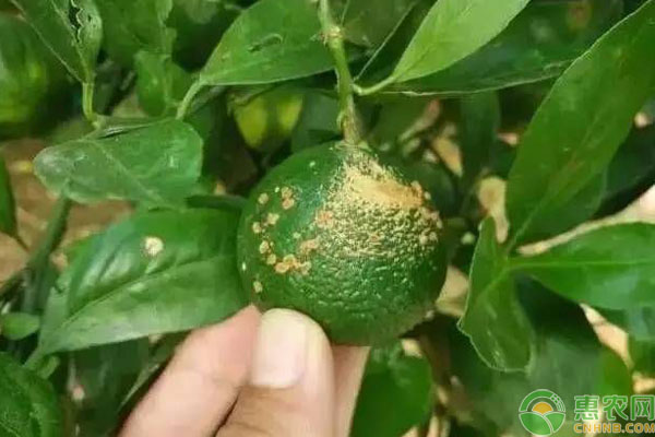 柑橘潰瘍病發(fā)病原因
