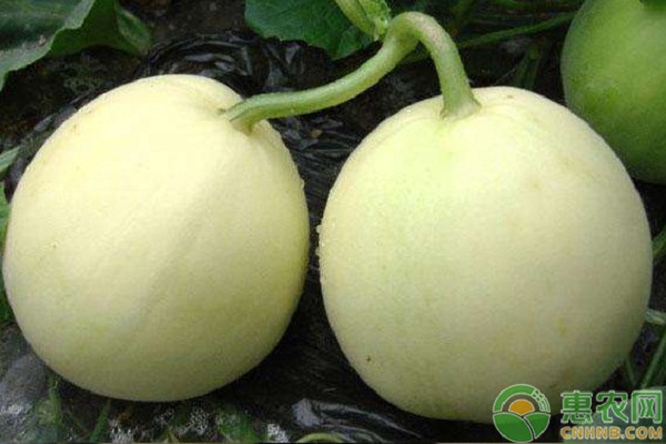 甜瓜栽培模式及種植環(huán)境要求