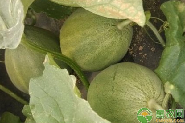 甜瓜栽培模式及種植環(huán)境要求