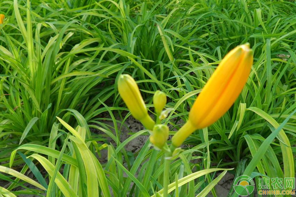 黃花菜高效<a href='http://www.iweekee.cn/t/42177.html' class='j-href' target='_blank'><span style='color:#FF8001'>種植技術(shù)</span></a>要點(diǎn)