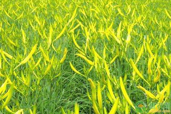 黃花菜高效種植技術(shù)要點(diǎn)