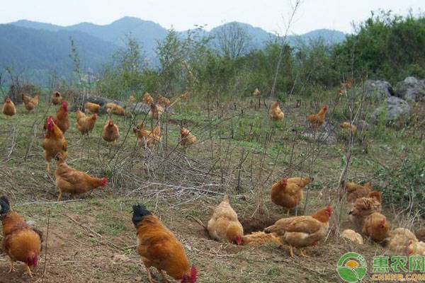 夏季養(yǎng)雞的六個小妙招