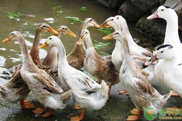 蛋鴨高效養(yǎng)殖管理技術(shù)要點