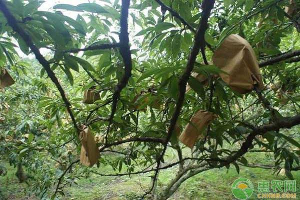 梨樹夏季如何管理？這三大要點(diǎn)需注意！
