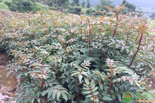 花椒幼树管理技术要点