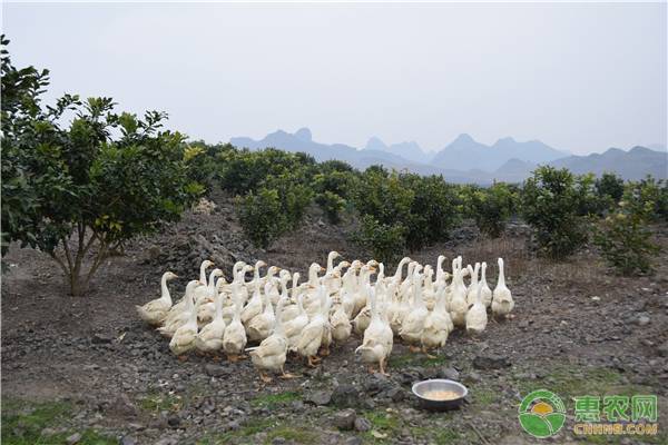 雛鵝痛風(fēng)病的臨床癥狀及防控措施