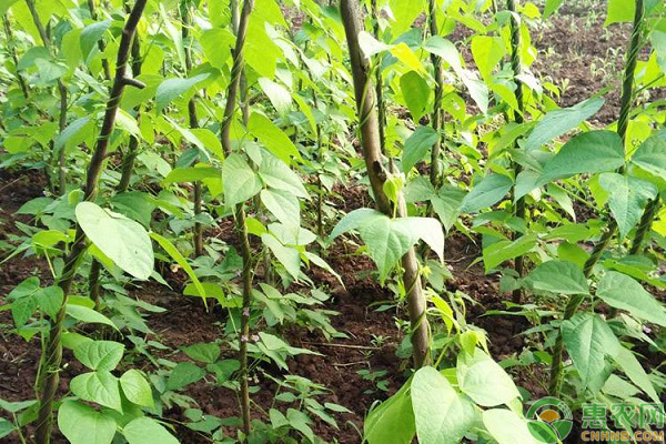 大面积种植四季豆的施肥技术