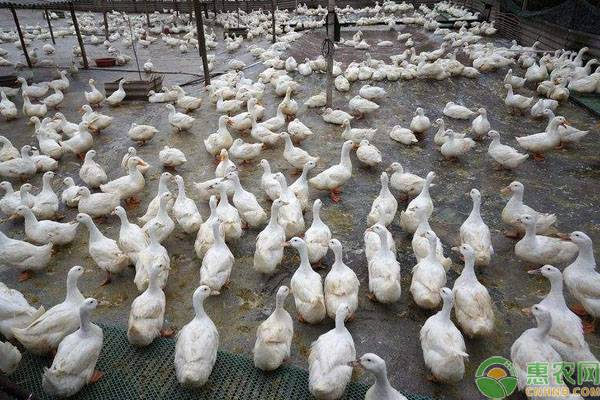 蛋鴨不同生理階段的飼養(yǎng)管理要點