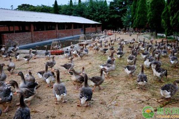蛋鴨不同生理階段的飼養(yǎng)管理要點